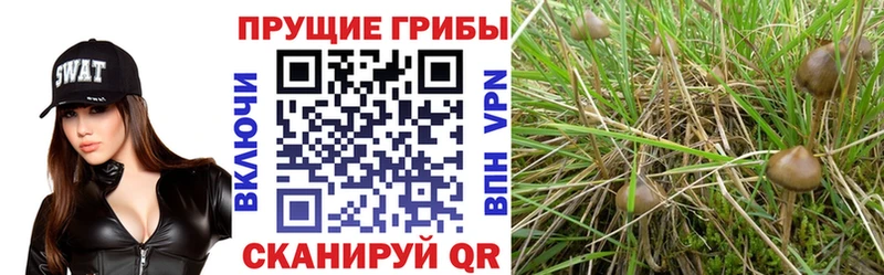 закладки  Ростов  kraken рабочий сайт  Псилоцибиновые грибы ЛСД 
